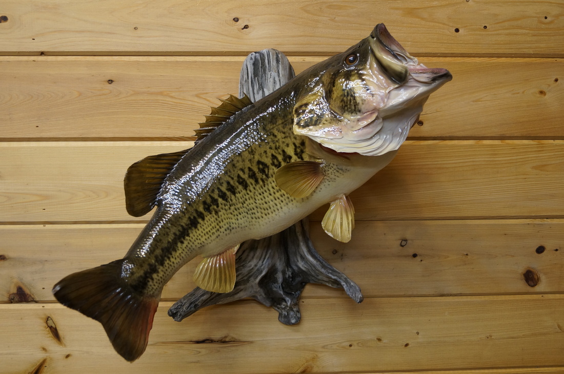 Largemouth Bass - BOBBY BROWN'S TAXIDERMY 601-847-5518